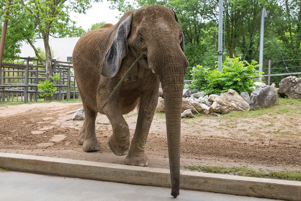 Mickey the elephant